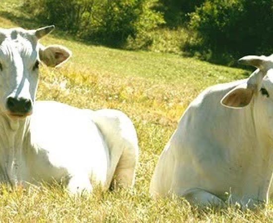 4f7187adc0d4b57bf4a2fec738b30c2_mv2