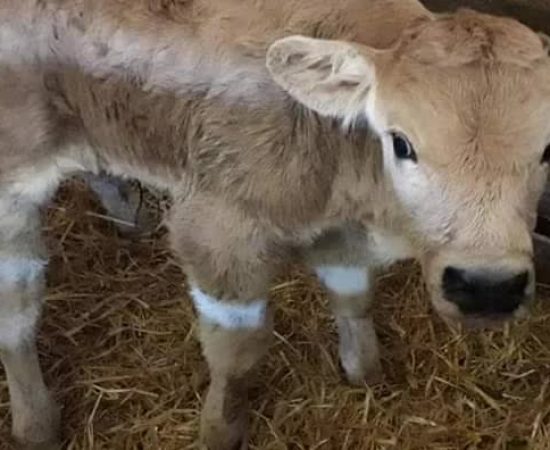 6c4d6a50e6a4c99902252ed5fb28960_mv2