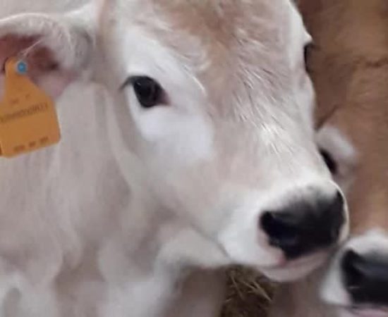 7ebe5c13dfb4e54810d49f7db5ab367_mv2