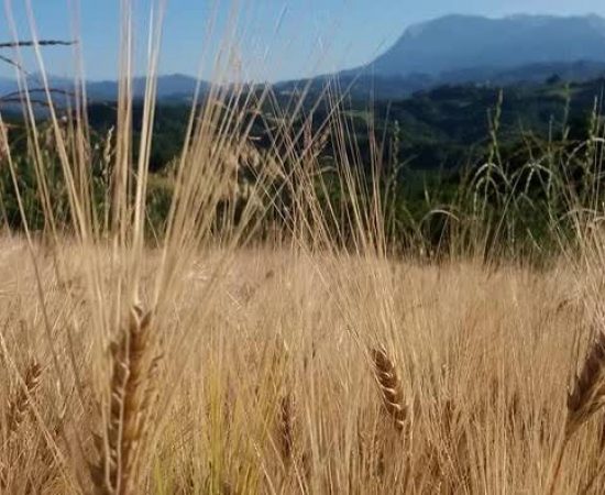 e123cd6eaef4fefa360afe9d83fa310_mv2